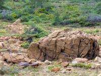 Park Narodowy Gros Morne
